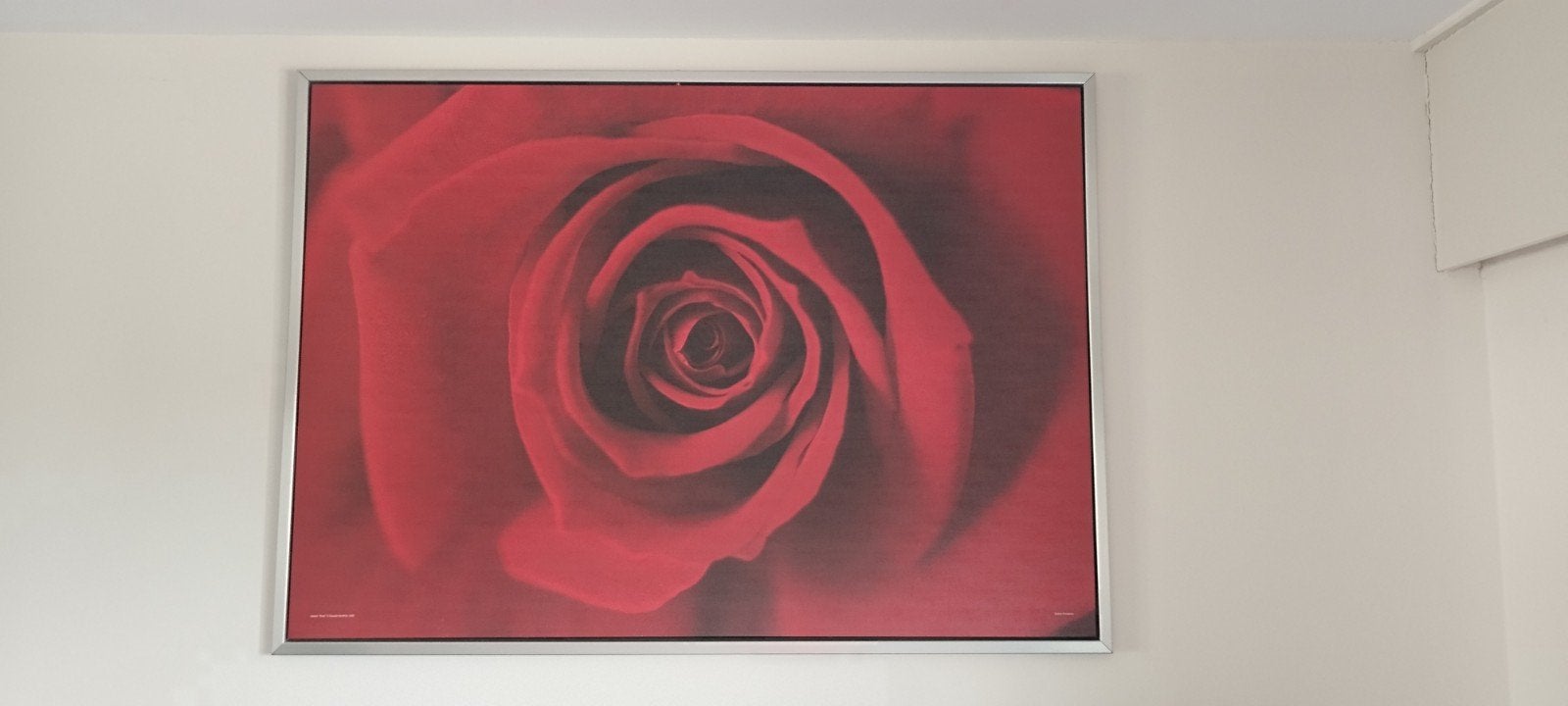 wanddecoratie, rode roos, 140x100 cm, Antiek en Kunst, Ophalen