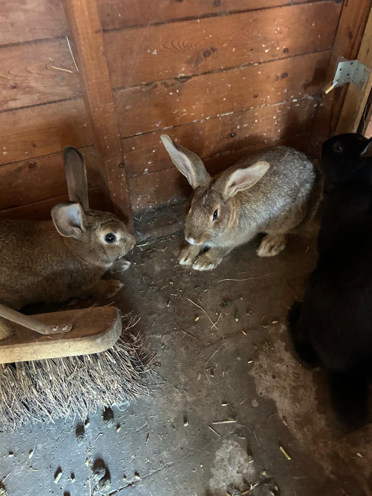Kruising gewoon konijn en vlaamse reus, Plusieurs animaux, Taille moyenne, 0 à 2 ans
