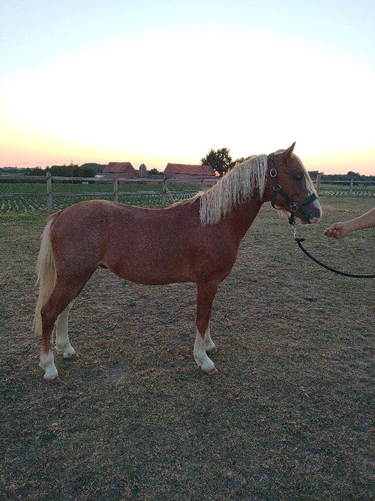 2jarige welsh a pony, Poney B (1.17 m à 1.27 m), Avec pedigree, Étalon, 0 à 2 ans