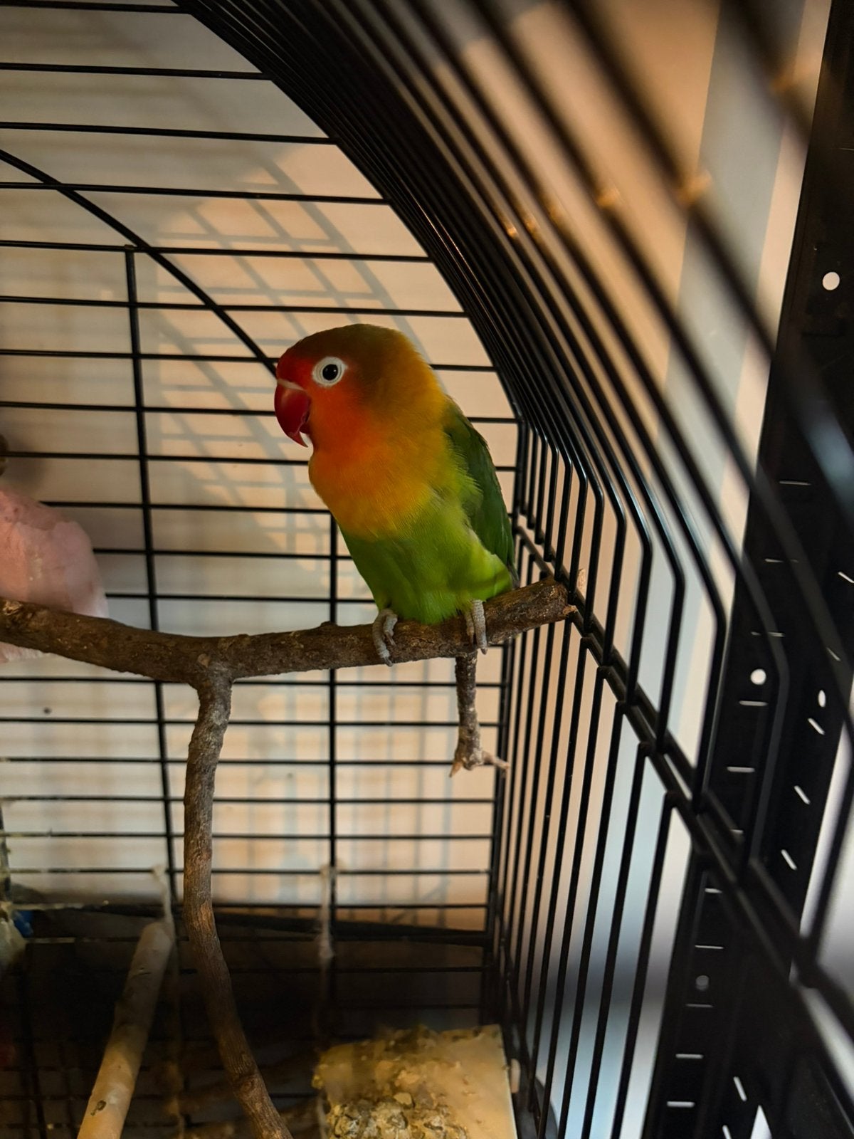 Agapornis à vendre