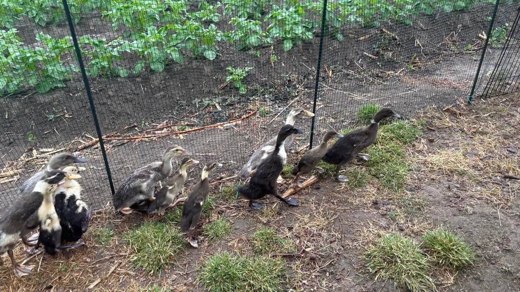 Indische loopeenden, Dieren en Toebehoren, Pluimvee