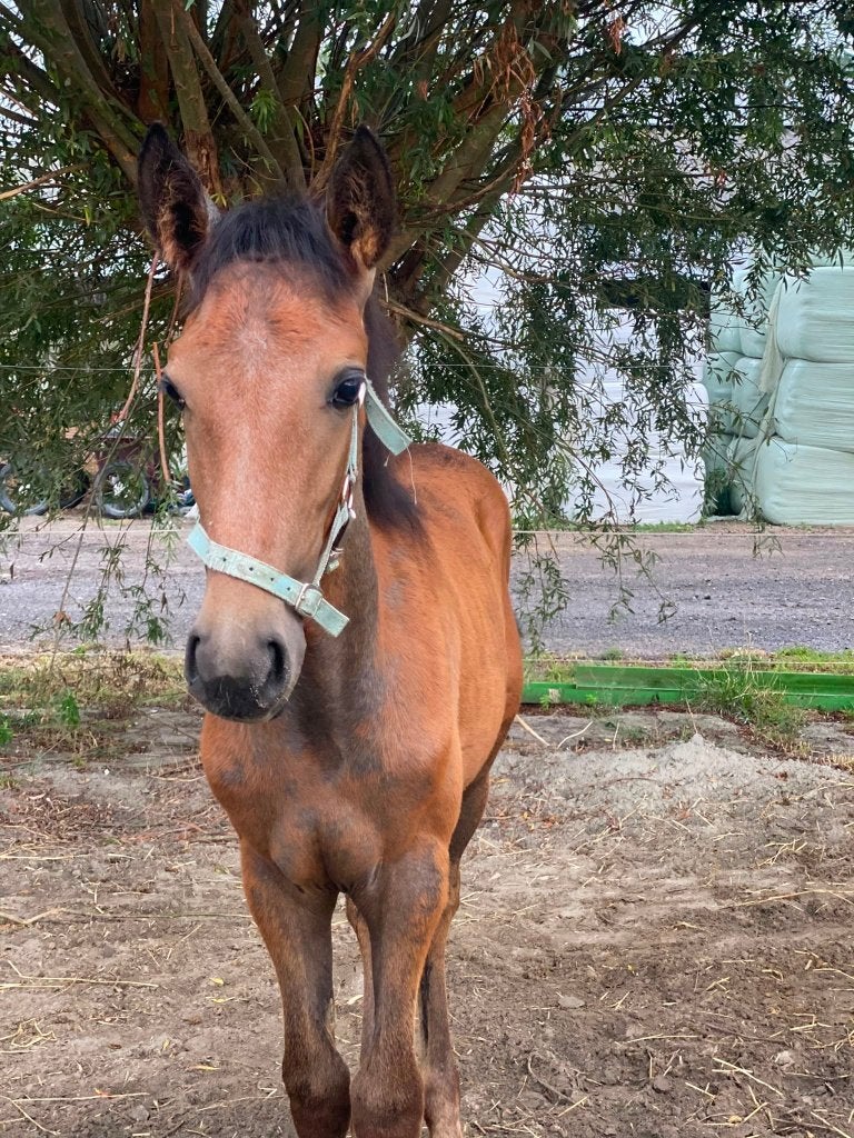 Sjiek Lusitano merrieveulen – beweging, balans & karakter, Merrie, Met stamboom, Dressuurpaard, 0 tot 2 jaar