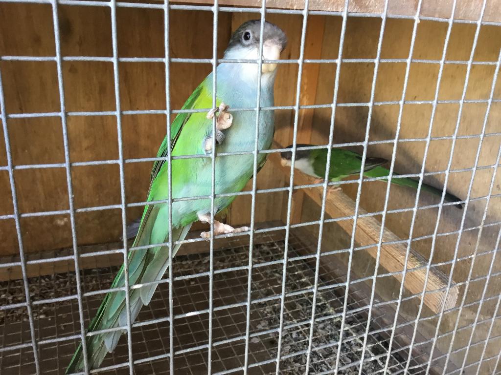 Koppel ayamaras, Dieren en Toebehoren, Vogels | Parkieten en Papegaaien