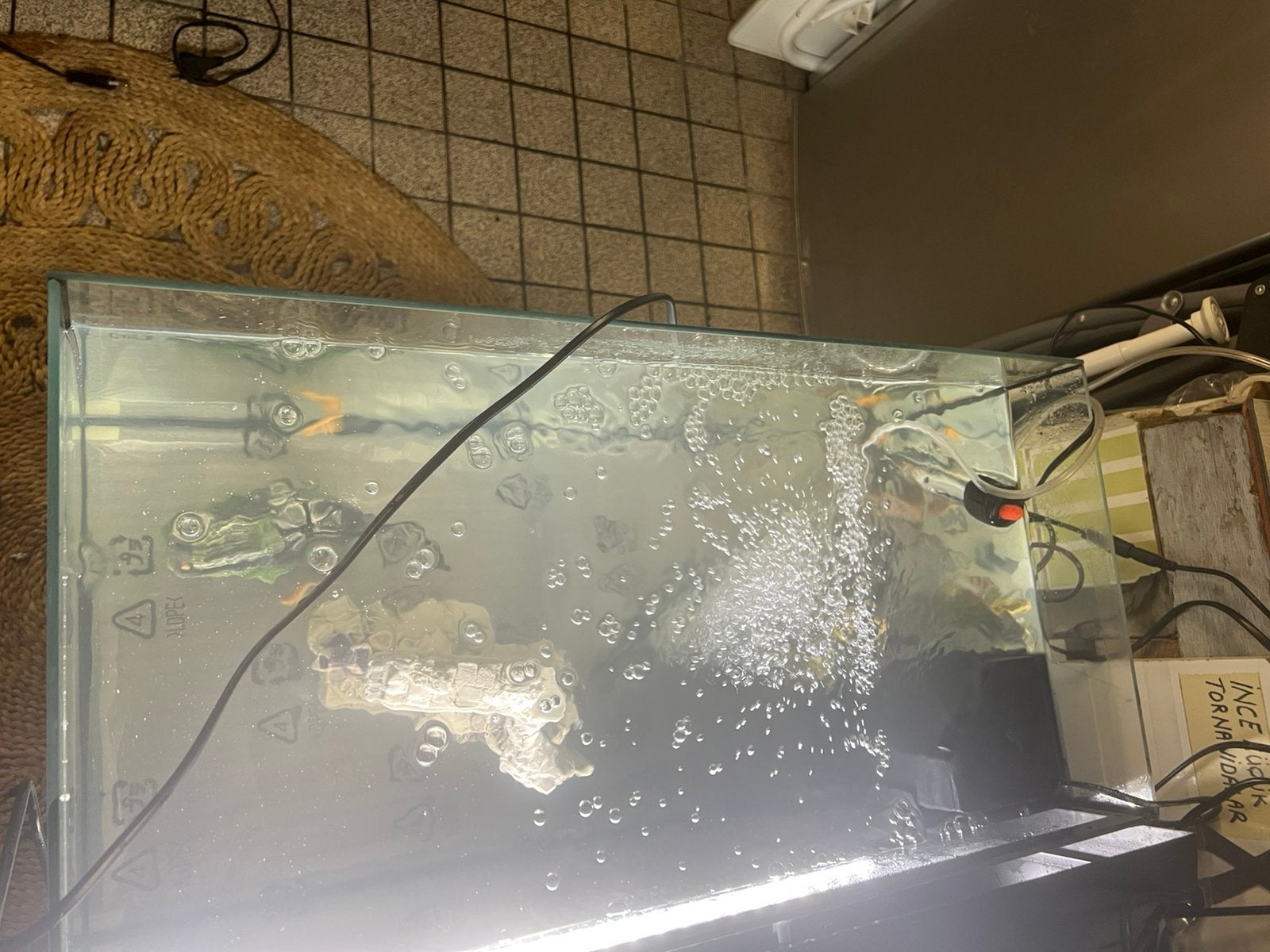 Aquarium met 10 vissen, Dieren en Toebehoren, Ophalen