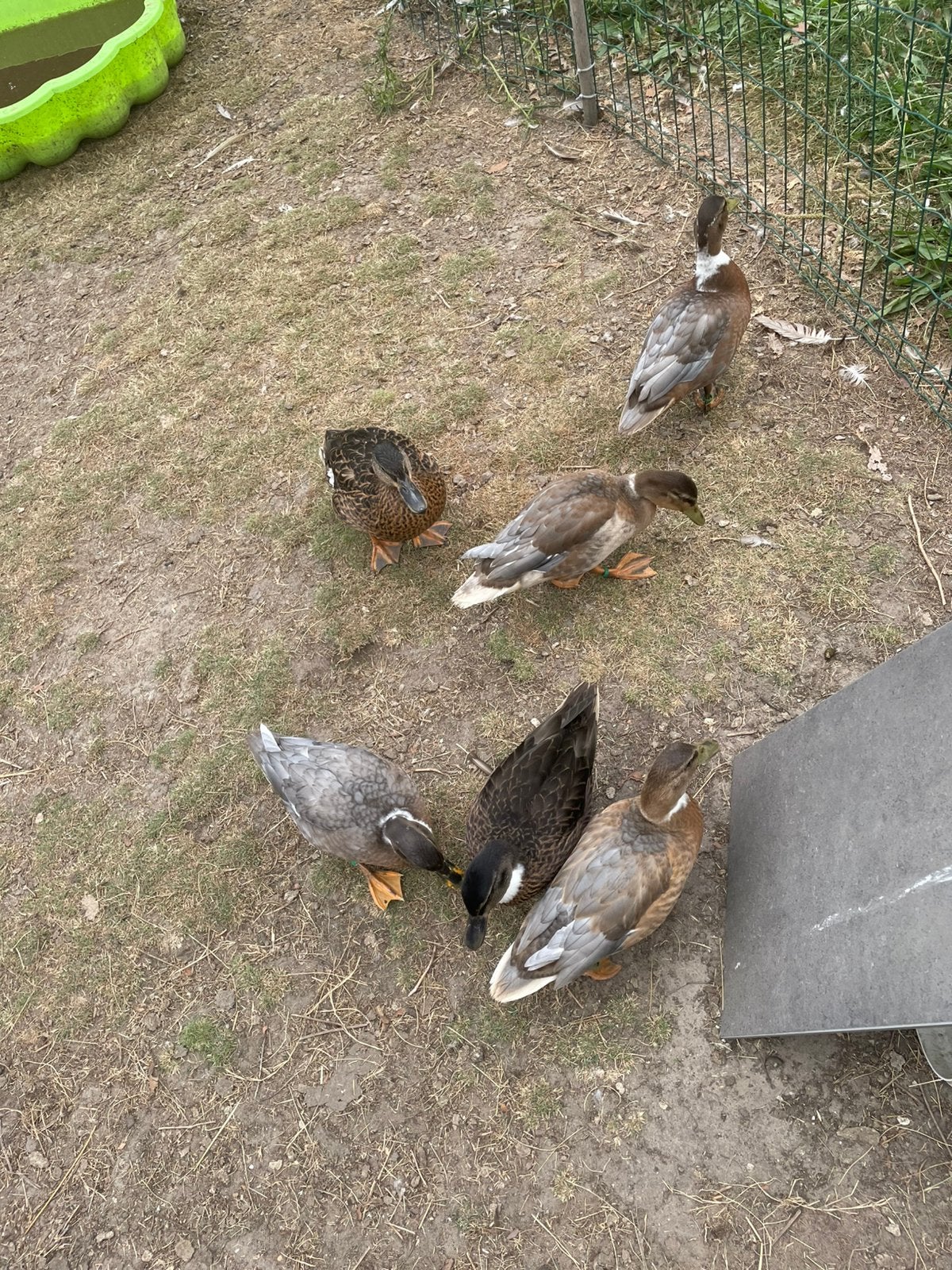 eenden te koop., Animaux & Accessoires, Volatiles, Canard