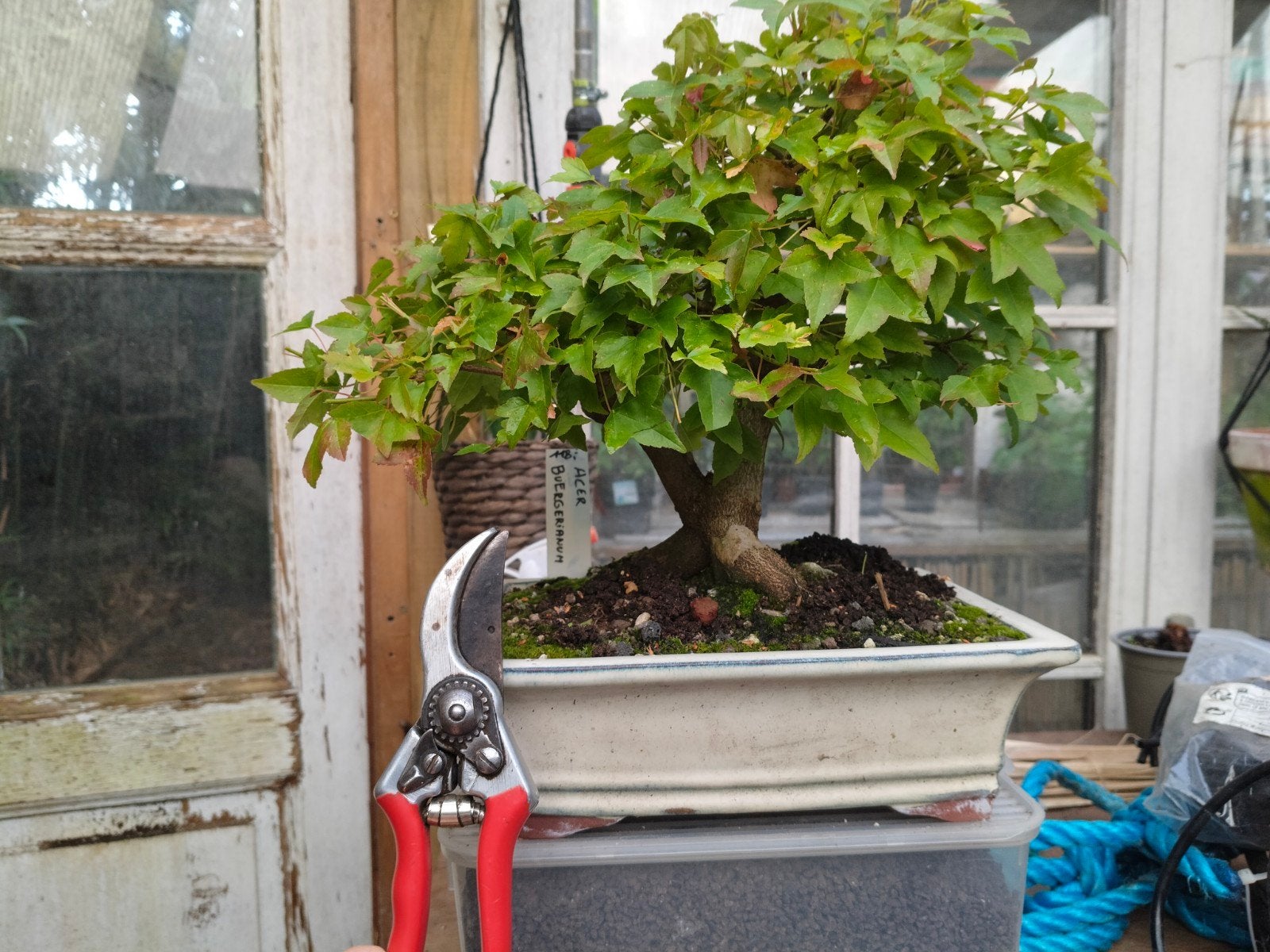 Acer buergerianum bonsai, Tuin en Terras, Ophalen, In pot