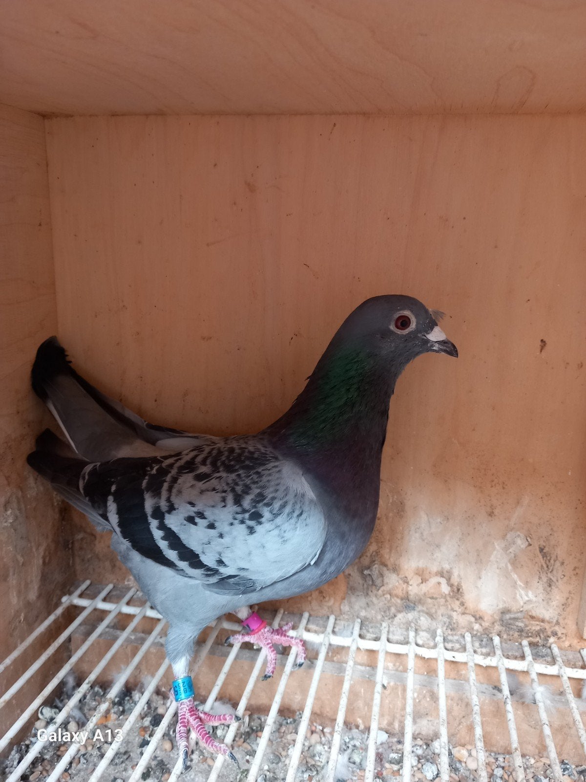 4 duiven, Mâle, Pigeon voyageur