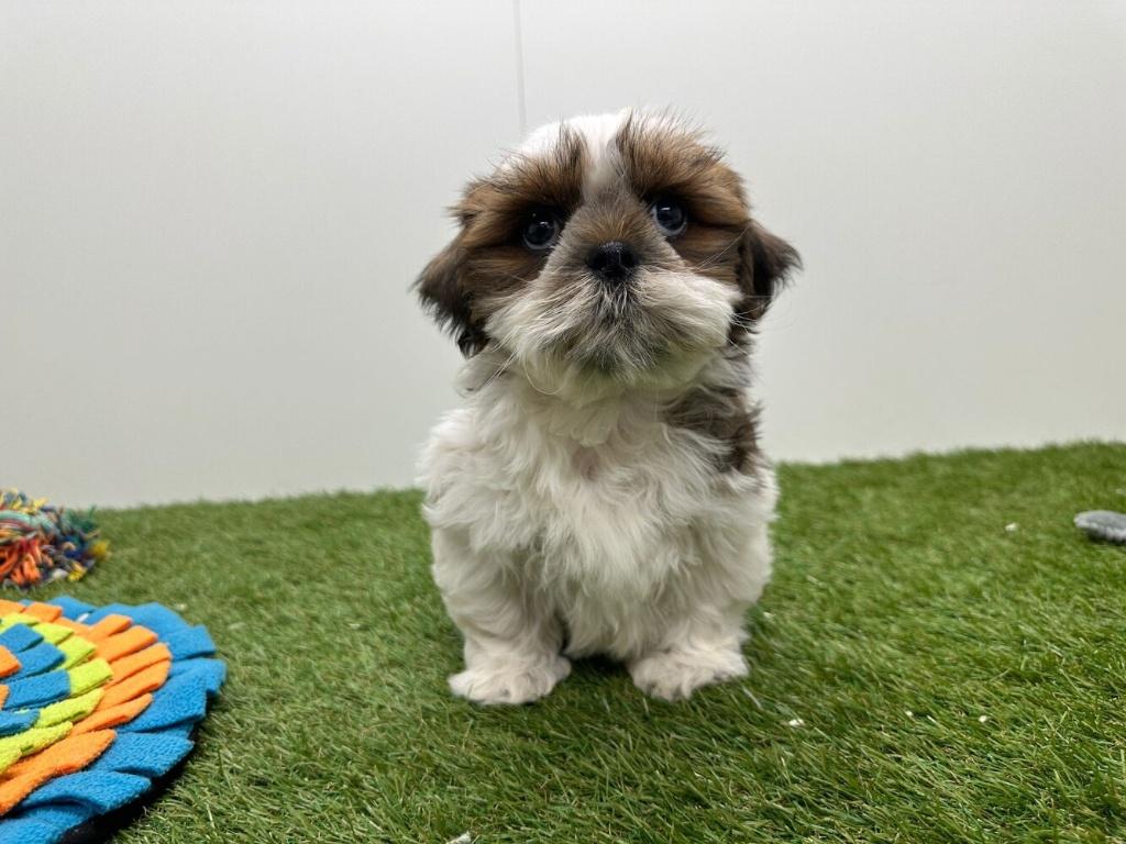 Shih Tzu pups