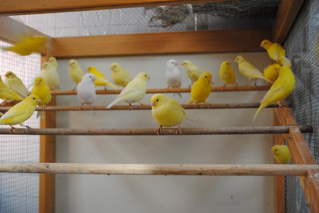 Gele kanaries, Dieren en Toebehoren, Vogels | Kanaries, Meerdere dieren, Kleurkanarie