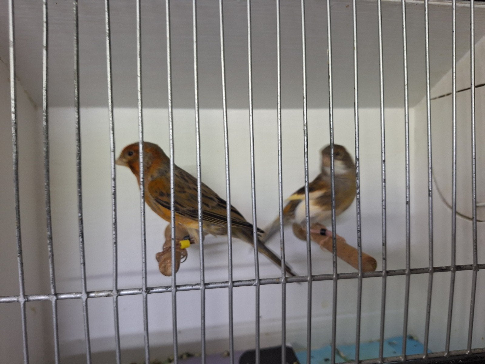 canaris arlequins, Animaux & Accessoires