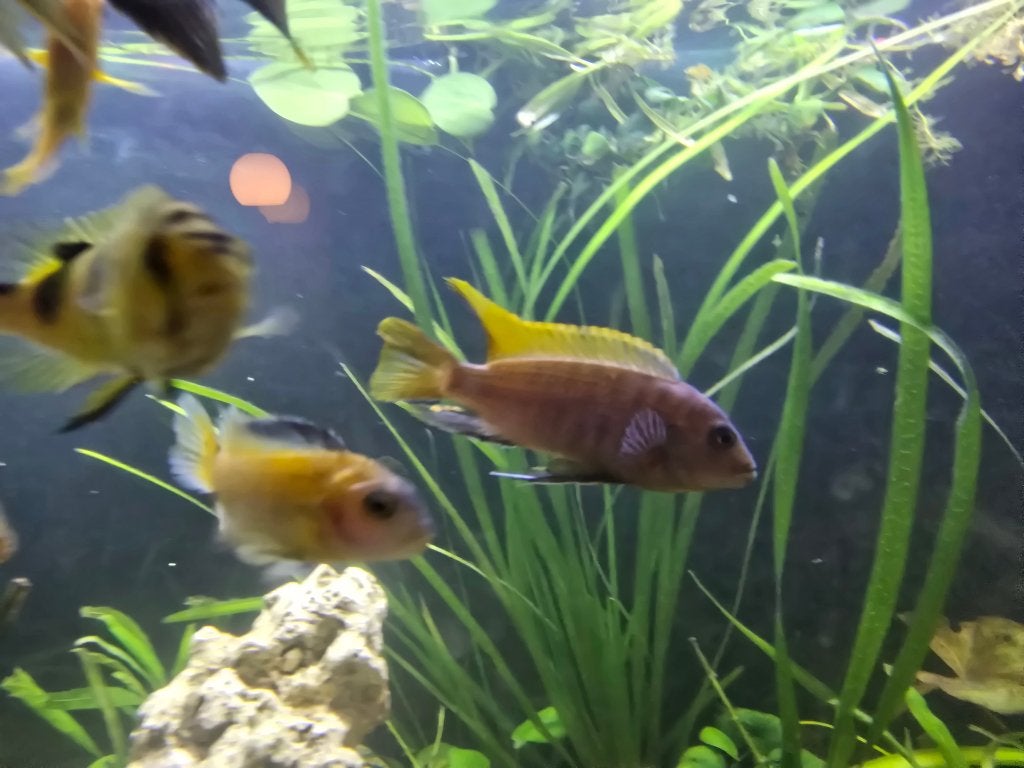 Labidochromis Sp. Hongi (Red Top) Mbuna Cichlid te koop!, Poisson, Poisson d'eau douce