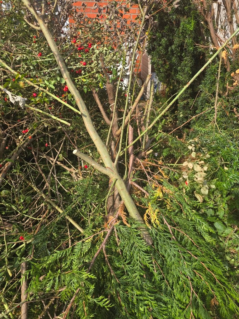 Gratis brandhout, Tuin en Terras, Ophalen, Overige houtsoorten, Takken