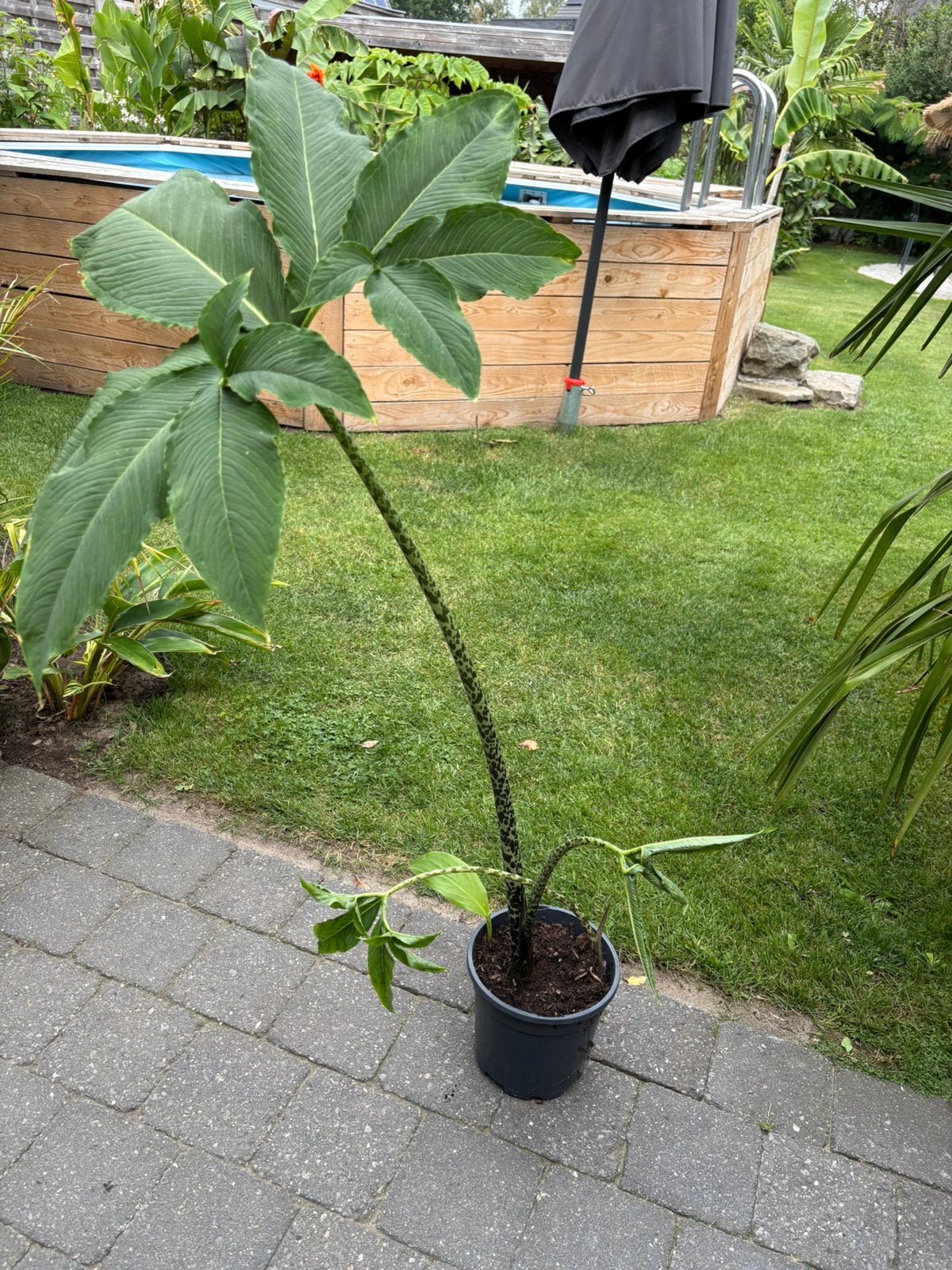 Voodoolelie, Tuin en Terras, Planten | Tuinplanten, Ophalen