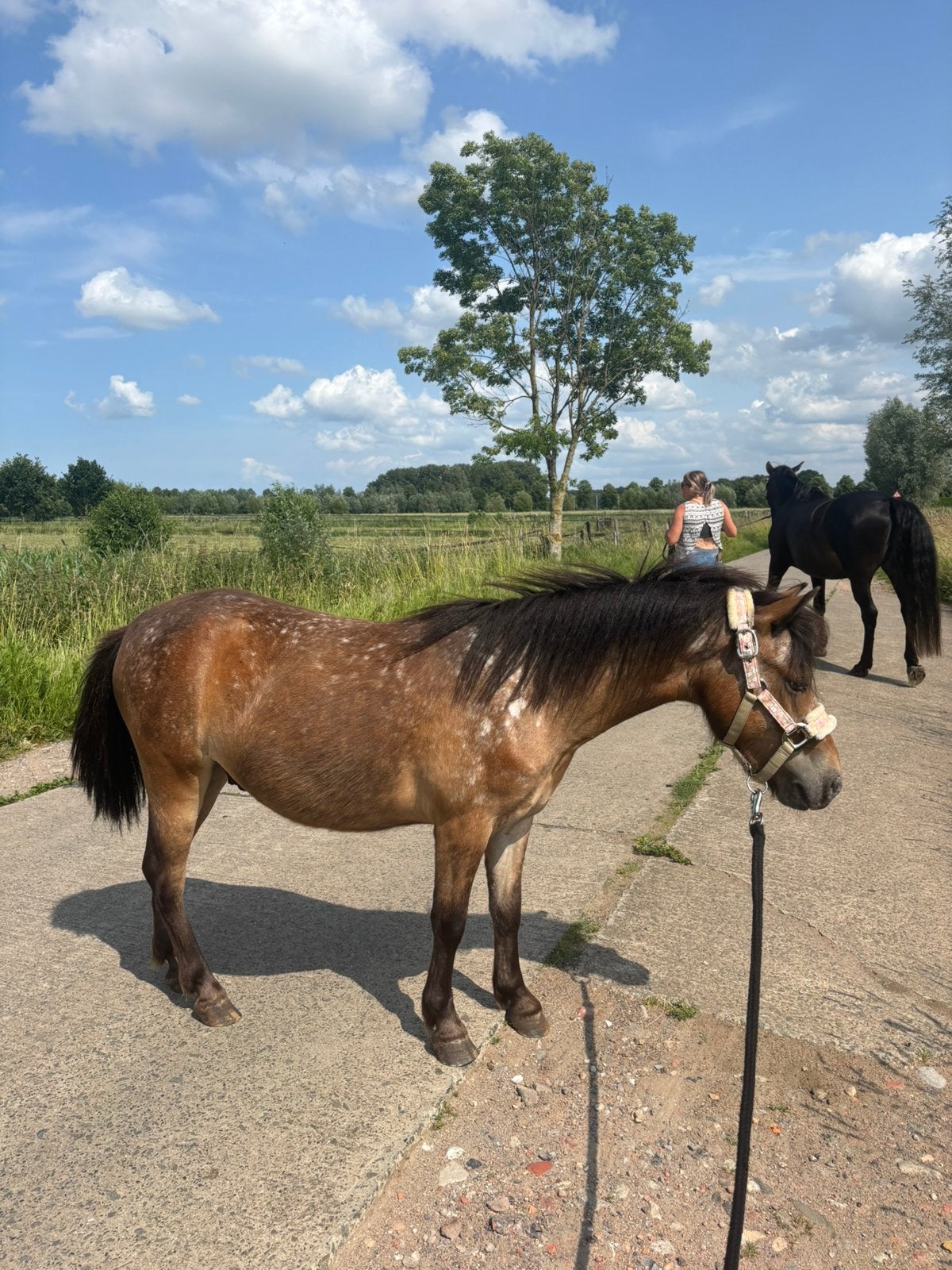 A-pony ruin te koop, Dieren en Toebehoren, Ruin, Zadelmak