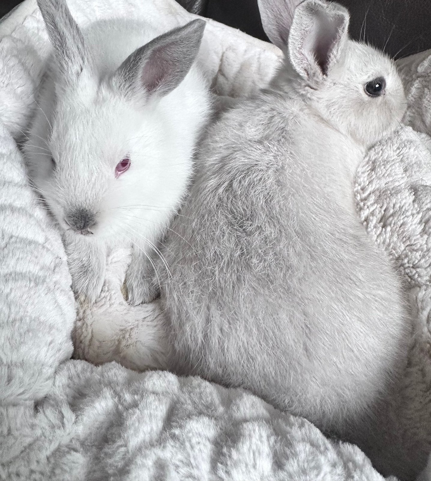 Schattige dwerg konijnen, Dieren en Toebehoren, Konijnen, Dwerg, Geslacht onbekend, 0 tot 2 jaar, Hangoor