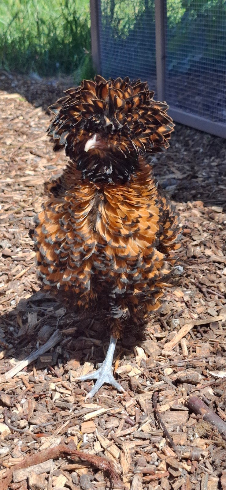 Broedeieren padua kriel, Dieren en Toebehoren