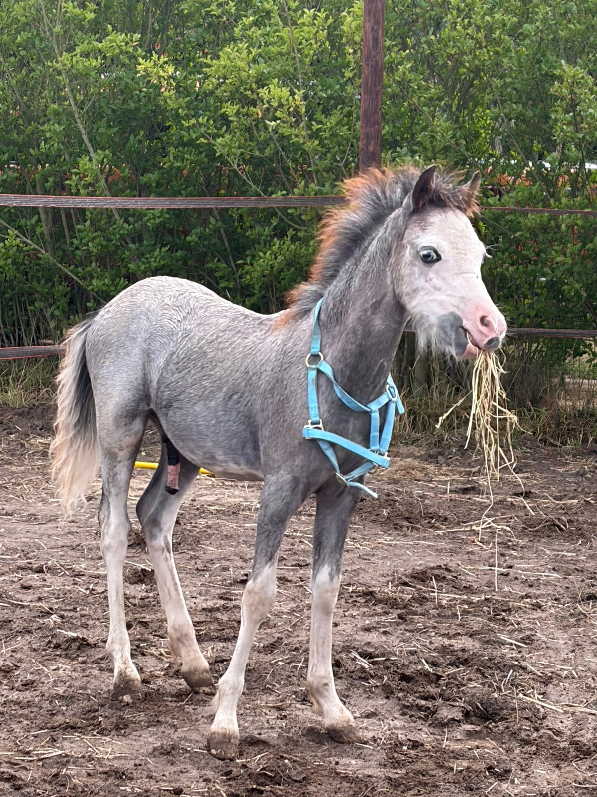 Welsh x kwpn, Dieren en Toebehoren, Pony's, Hengst