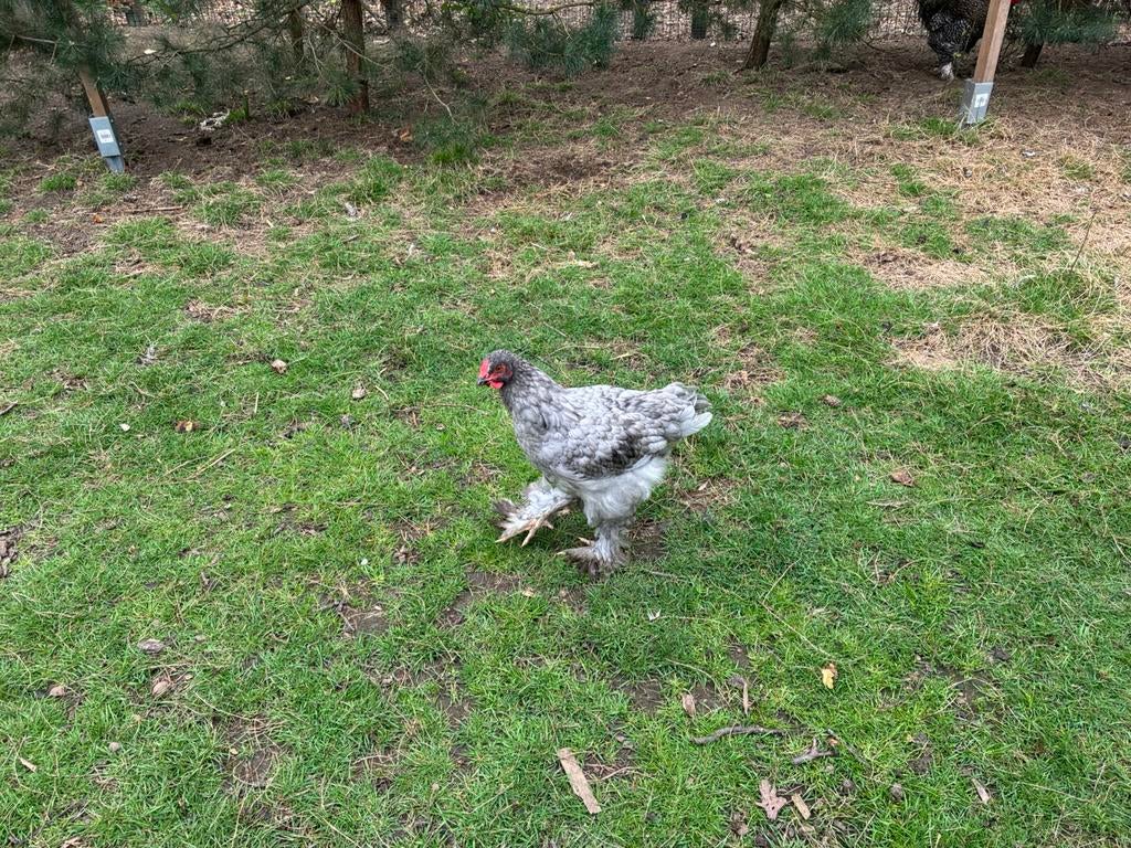 2 Brahma hanen, Dieren en Toebehoren, Mannelijk, Kip