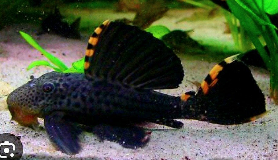 Schitterende L91 pleco, Poisson, Poisson d'eau douce