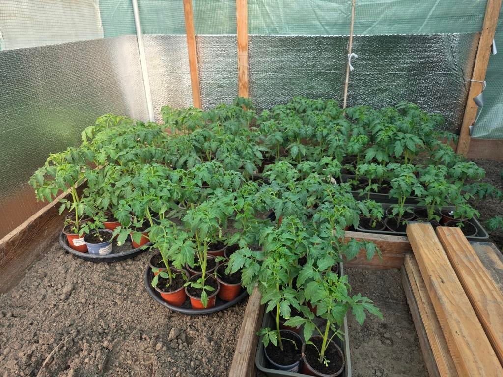 Tomatenplant, Jardin & Terrasse, Plantes | Jardin, Enlèvement