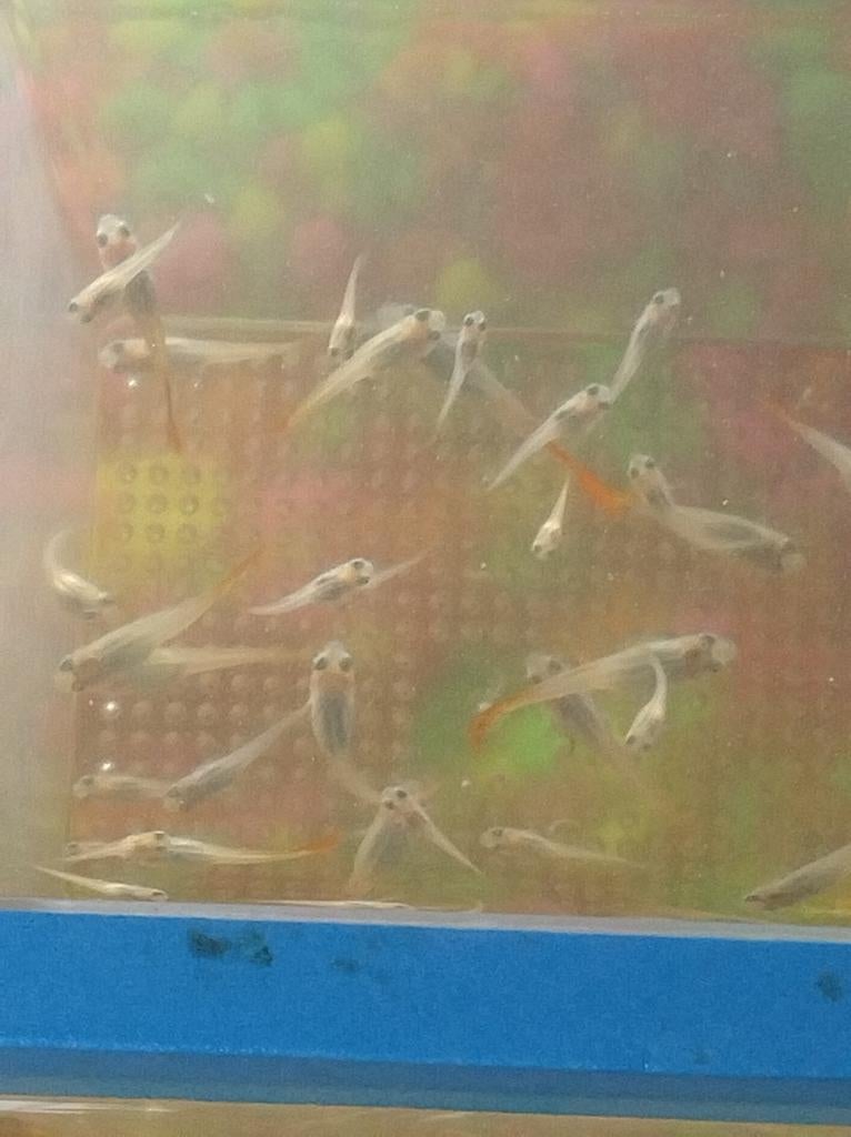 Guppys te koop, Dieren en Toebehoren