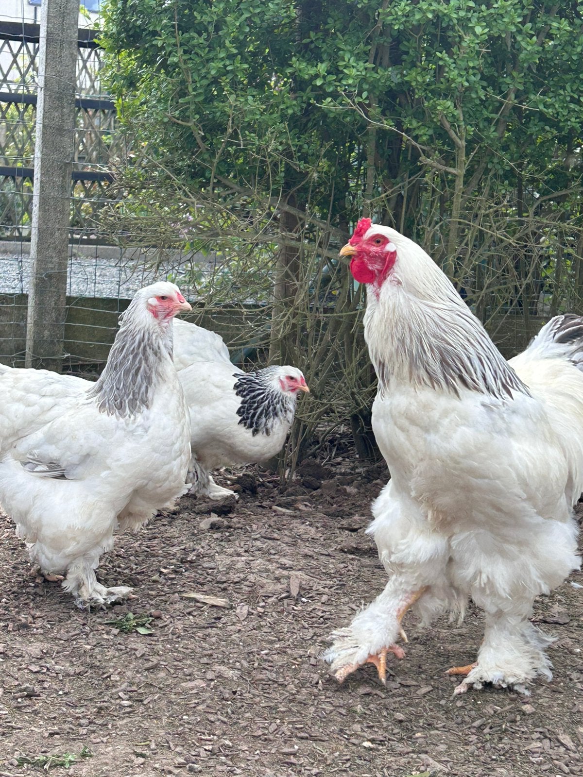 Œufs à éclore de Brahma, Plusieurs animaux, Poule ou poulet