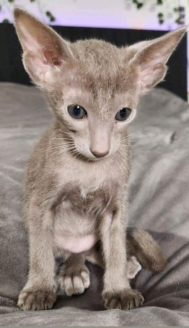 Oosterse kittens van zeldzame kleuren!, Meerdere dieren, Met stamboom, 0 tot 2 jaar