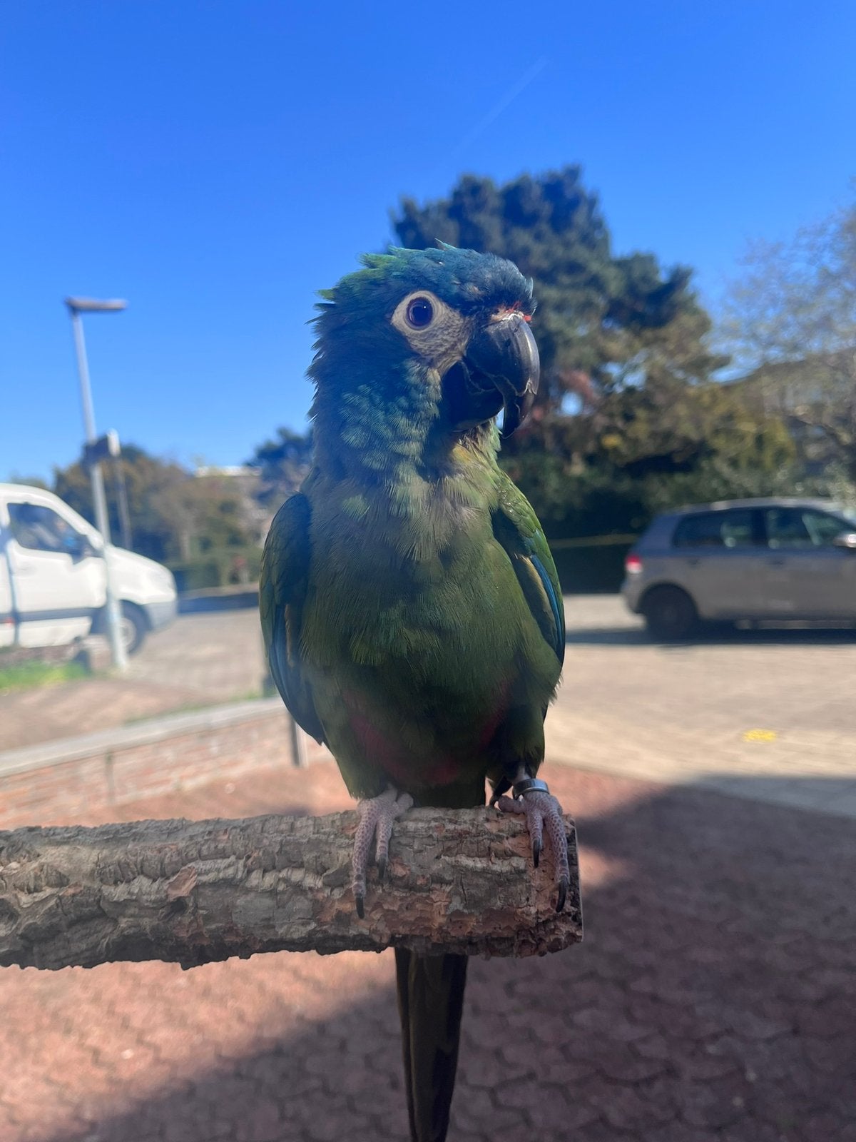 Ara, Dieren en Toebehoren, Vogels | Parkieten en Papegaaien, Vrouwelijk, Tam