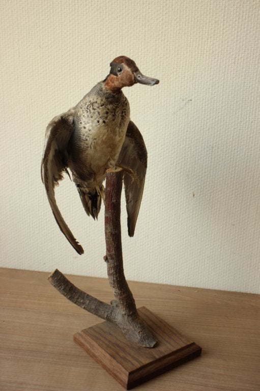Taxidermie opgezette eend, Verzamelen, Dierenverzamelingen, Ophalen of Verzenden