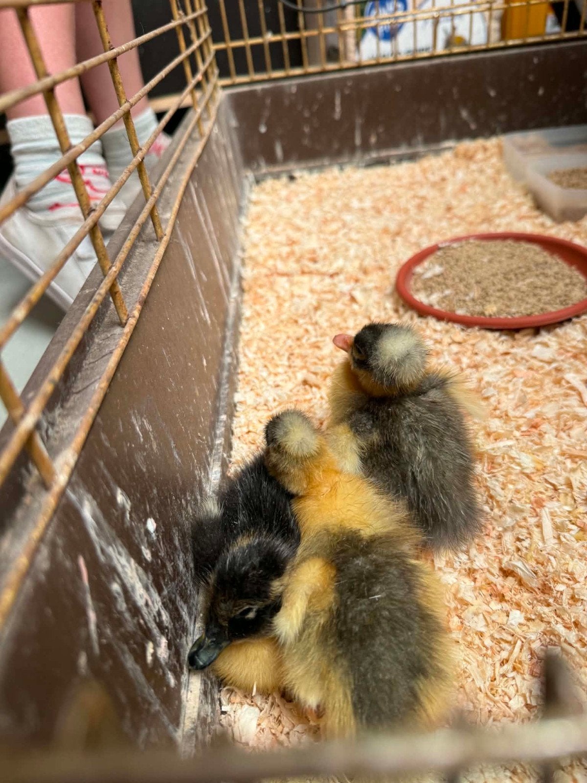 Hollandskuif kuikens, Animaux & Accessoires, Volatiles, Canard