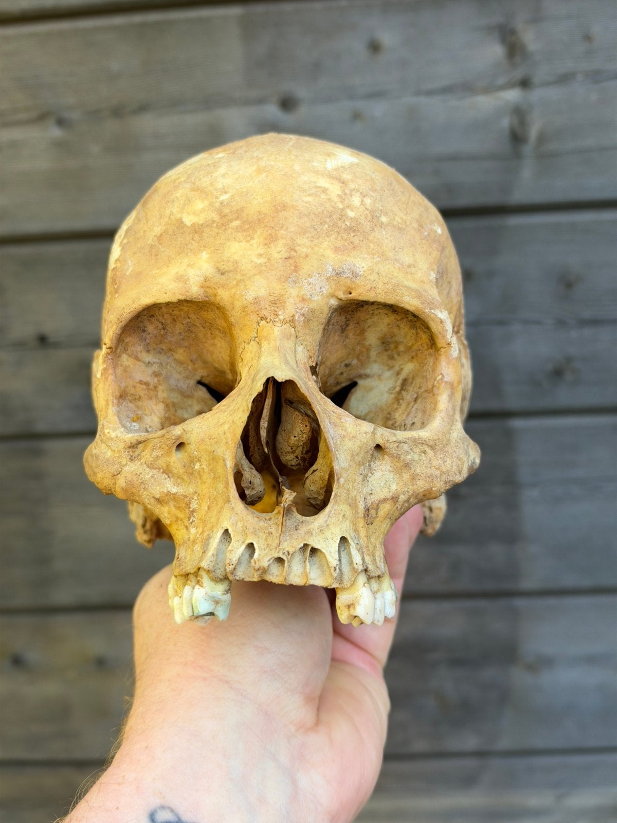 Schedel , skull ,, Verzamelen, Ophalen of Verzenden, Zo goed als nieuw