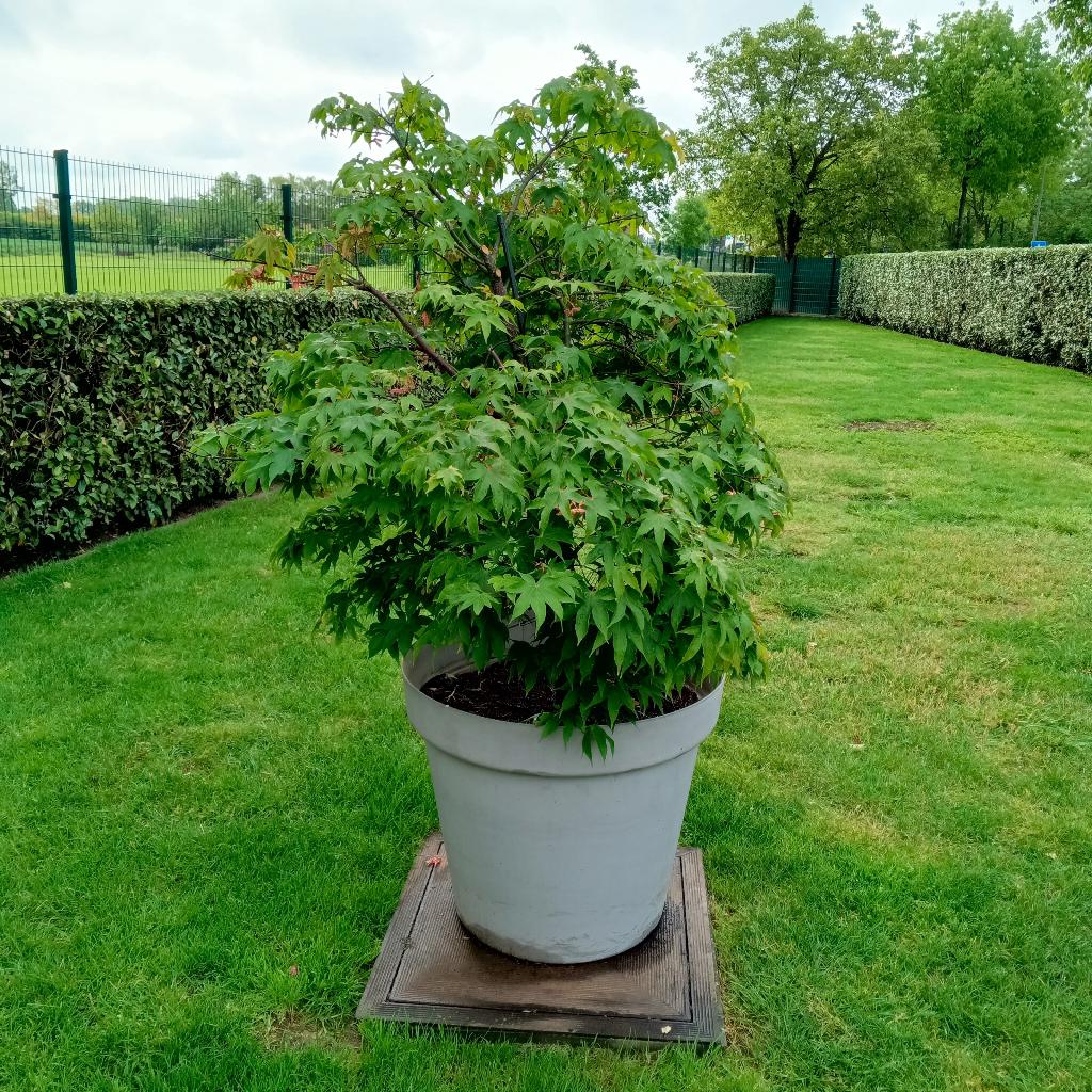 Érable japonais grand en pot, Jardin & Terrasse, En pot, 100 à 250 cm, Autres espèces, Enlèvement