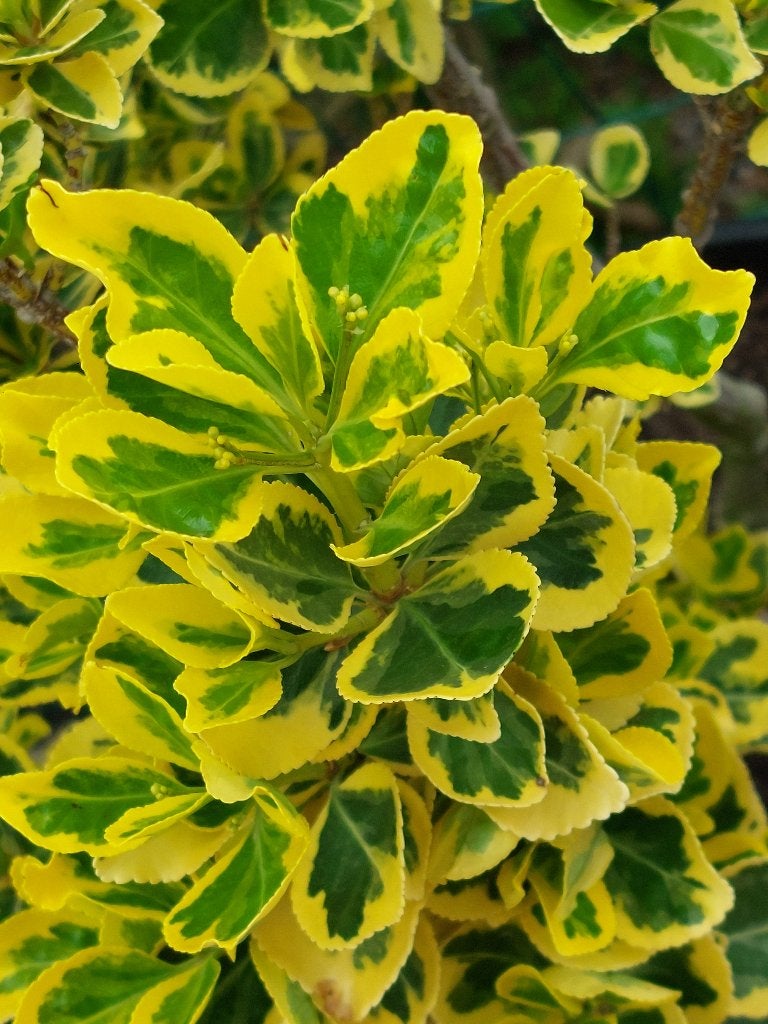 Euonymus fortunei 'Emerald 'n Gold': klein 10 € - groot 15 €, Ophalen, Overige soorten, Struik, Minder dan 100 cm