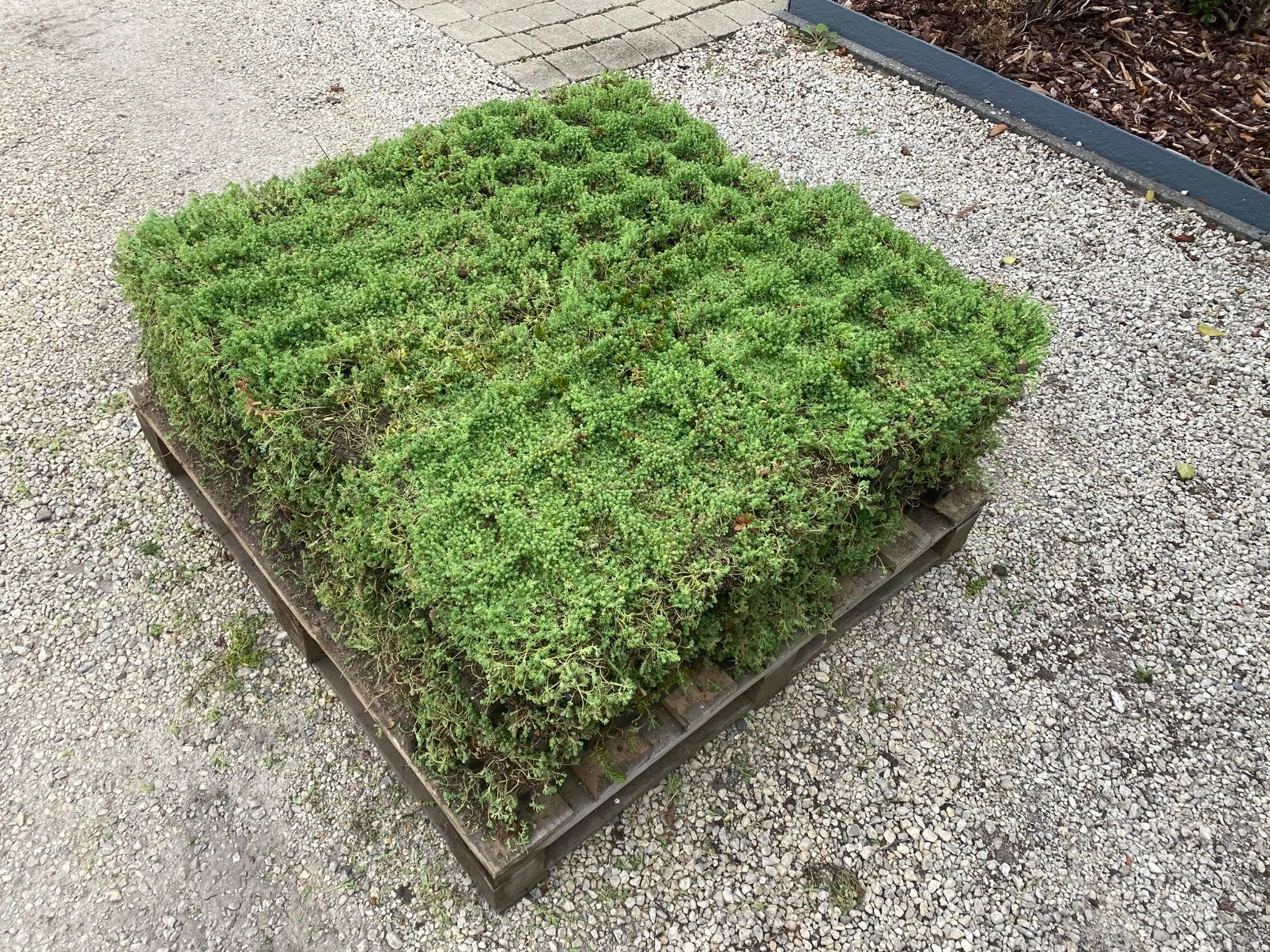 Sedum Eccotray voor groendak, Tuin en Terras, Ophalen, Zo goed als nieuw