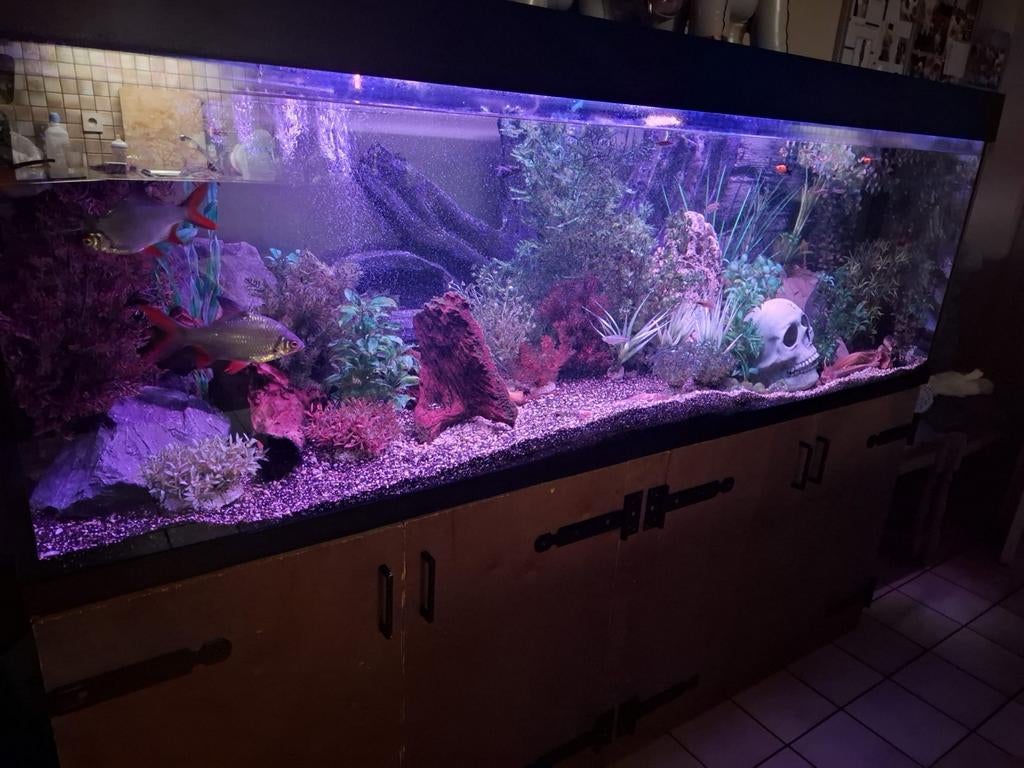 Decor artikelen, Dieren en Toebehoren, Ophalen
