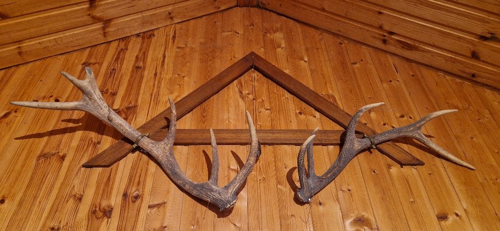 Bois de cerf, Enlèvement, Utilisé, Cerf, Crâne
