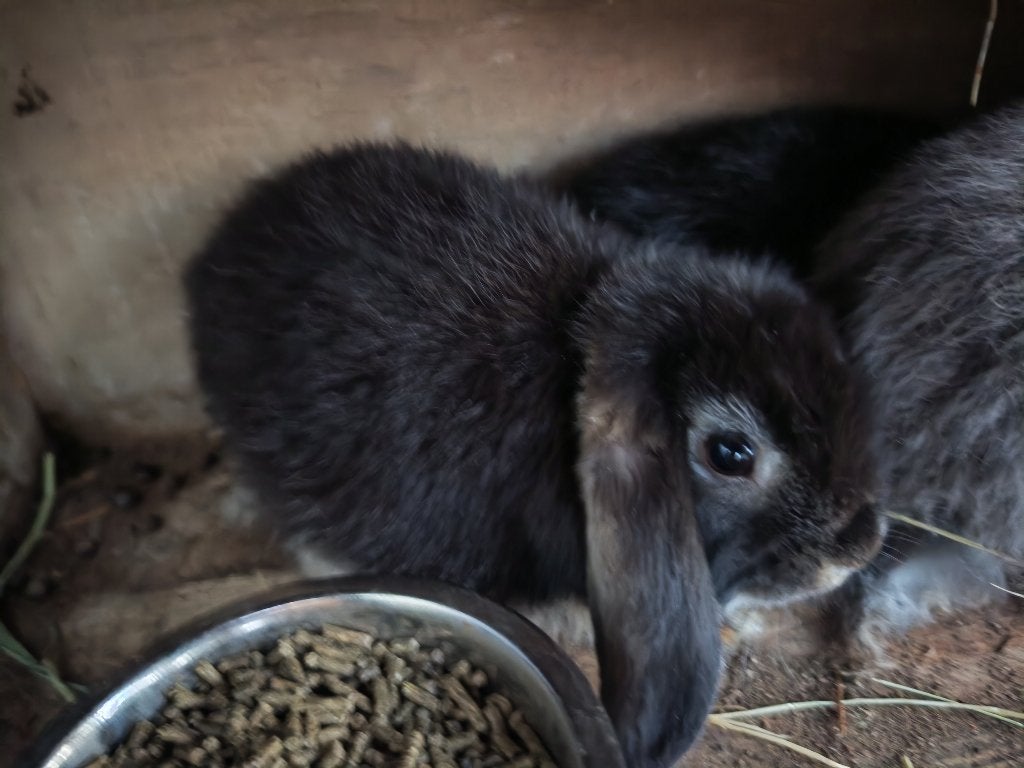Verschillende Nederlandse hangoren, Dieren en Toebehoren, Konijnen, Meerdere dieren, 0 tot 2 jaar