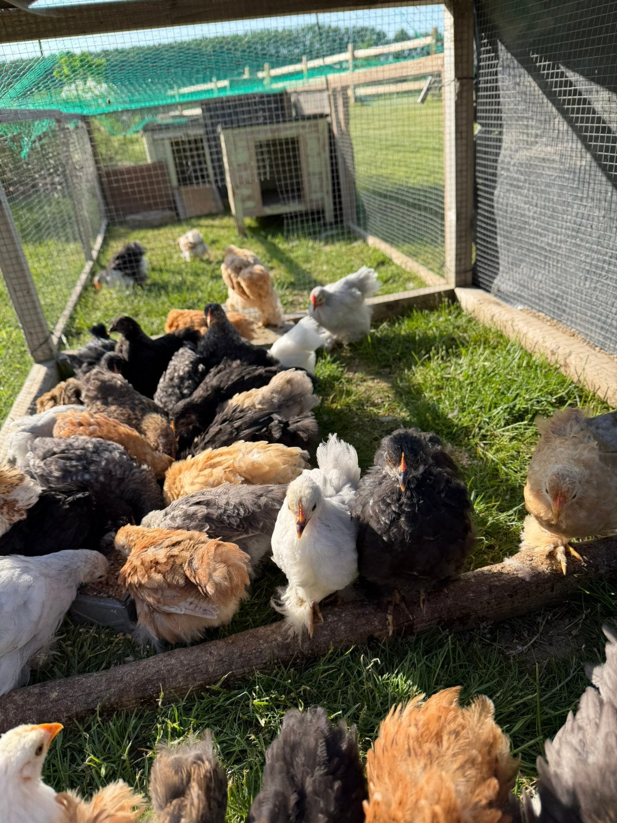 Gratis Cochinkriel haantjes, Kip