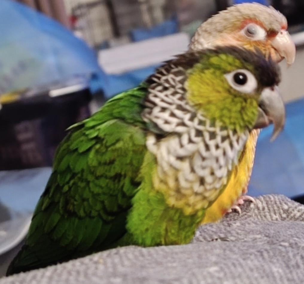 300€ tamme pyrhuuras, Dieren en Toebehoren