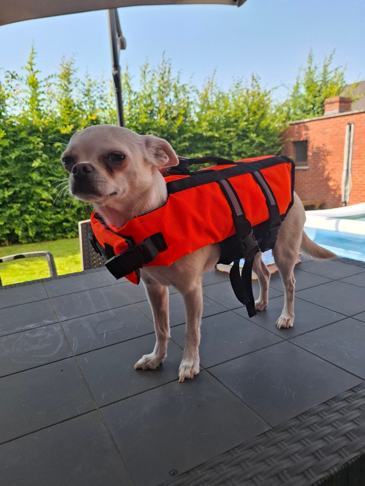 Zwemvest hond, Dieren en Toebehoren, Ophalen