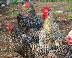 laatste 18 kuikens van 24 juni mechelse koekoek, Dieren en Toebehoren, Geslacht onbekend, Kip
