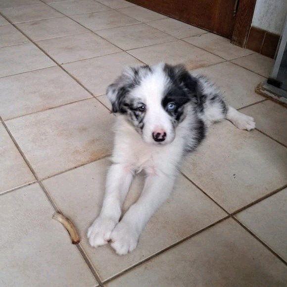 lieve border collie pups op boerderij ouders aanwezig, België, CDV (hondenziekte), 8 tot 15 weken, Collie