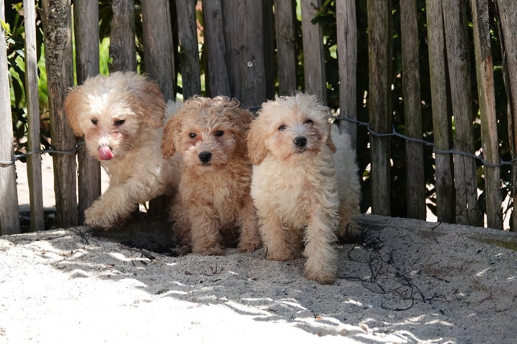 Dwergpoedel pups, Poedel, Parvo, België, 8 tot 15 weken