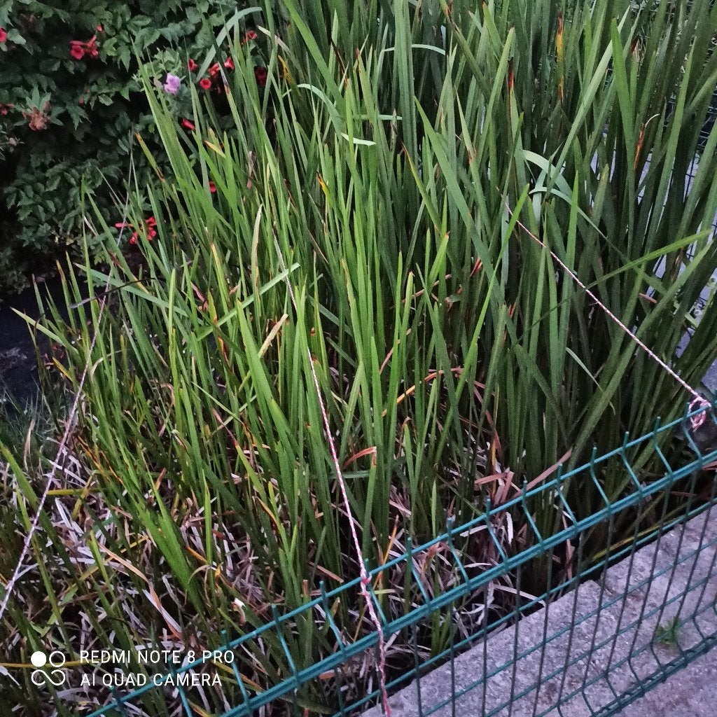 vijverplanten, Ophalen, Nieuw