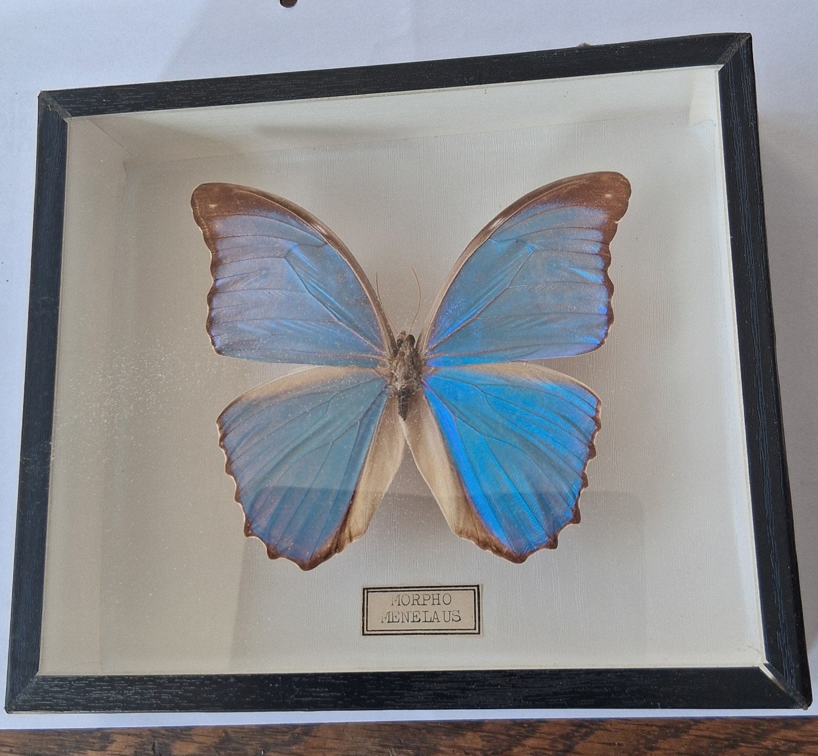 Butterfly Morpho Menelaos encadré, Collections, Collections Animaux, Enlèvement, Comme neuf, Insecte, Animal empaillé