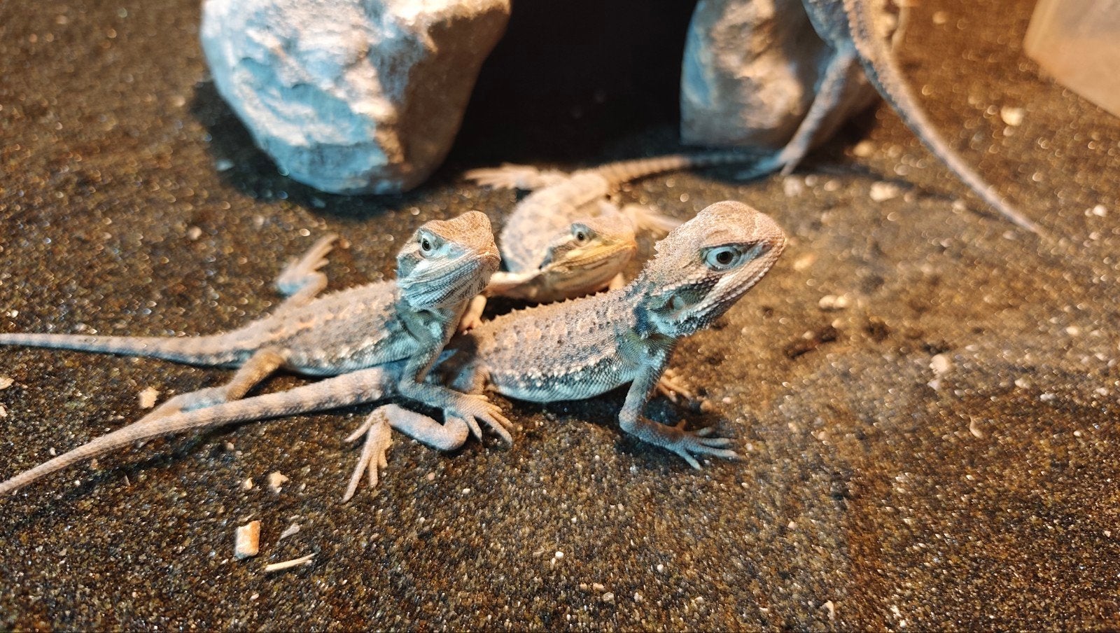 Jonge Dwergbaardagamen, pogona henrylawsoni, Lézard, Domestique, 0 à 2 ans