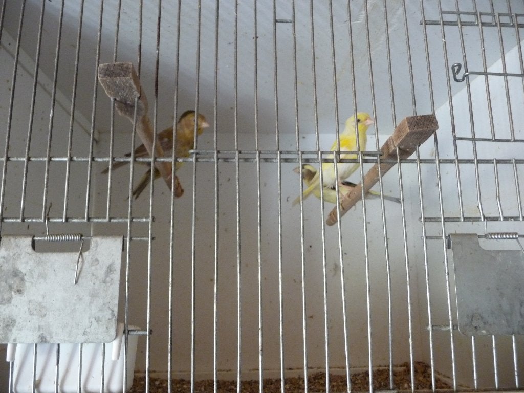 kanaries, Dieren en Toebehoren, Kleurkanarie