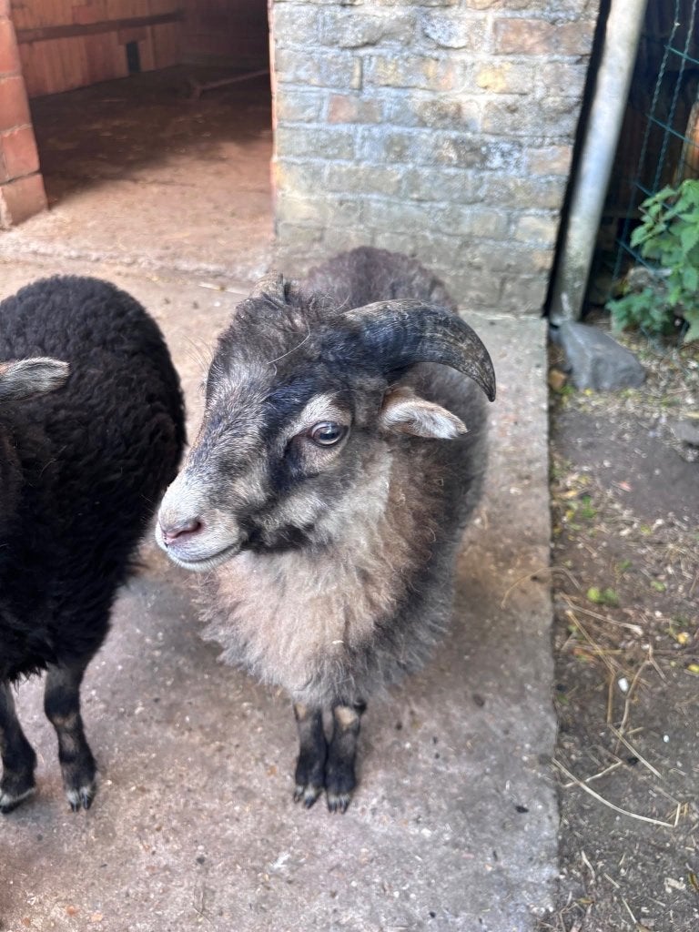 Ouessant rammetjes (maart '26), Mâle, Mouton, 0 à 2 ans