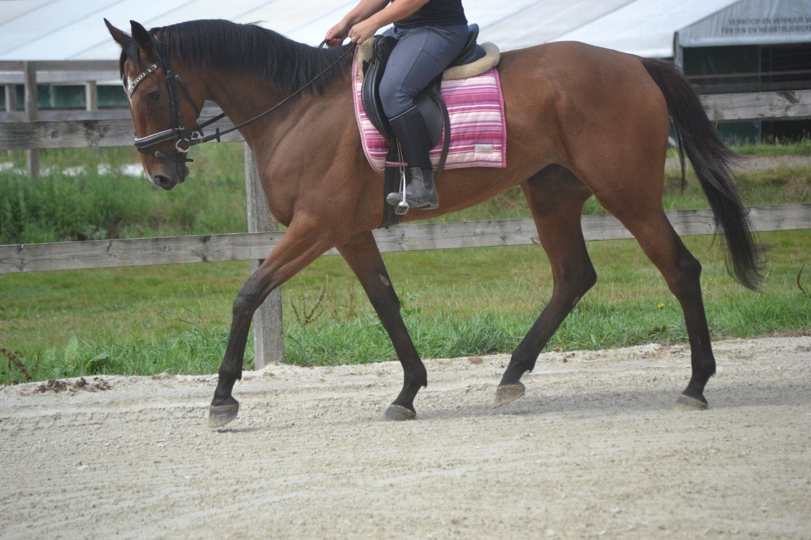 lieve mens gerichte merrie, Dieren en Toebehoren, Paarden, Merrie