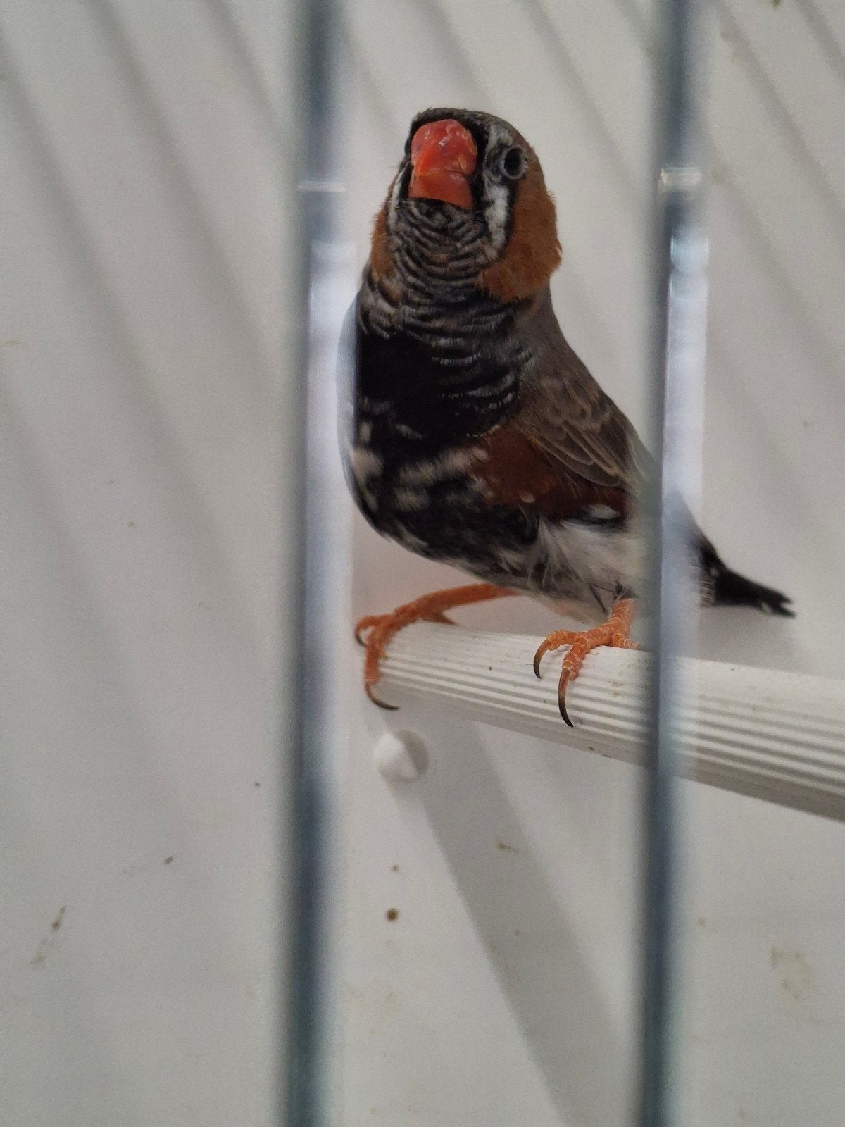 Zebravink